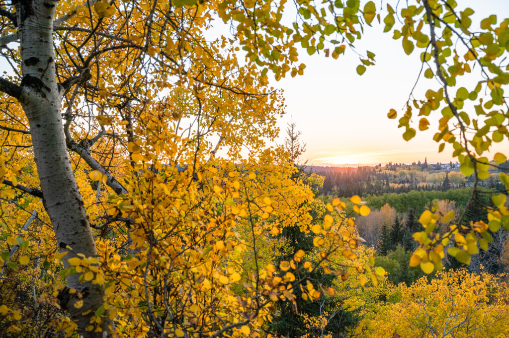 Golden-yellow aspen trees in full autumn colour frame a scenic view of rolling hills and mixed forest in Fish Creek Provincial Park, Calgary, Alberta, with soft sunlight illuminating the landscape under a pale sky.